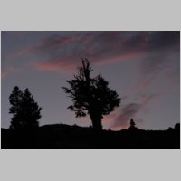 tree_shadow_in_sunset.JPG