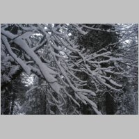 snow_on_tree.JPG